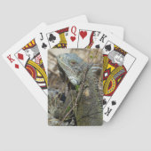 Jeu De Cartes Iguana Posing sur Rock pour la caméra (dos)