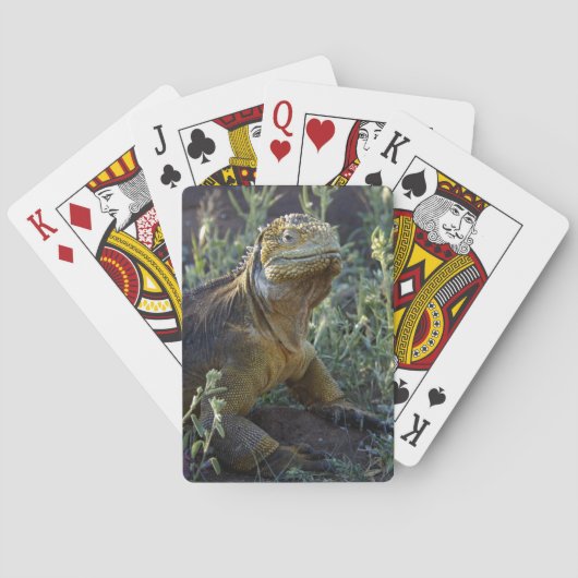 Jeu De Cartes Iguana verte sud-américaine (dos)
