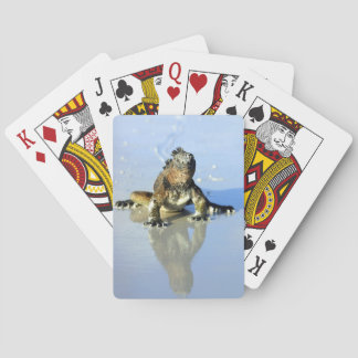 Jeu De Cartes Iguane marin Galapagos