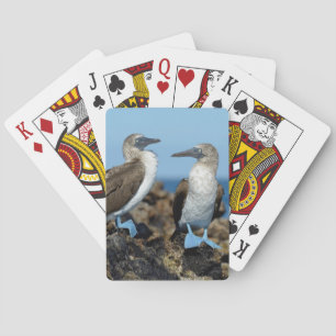 Jeu De Cartes Îles Galapagos, île d'Isabela