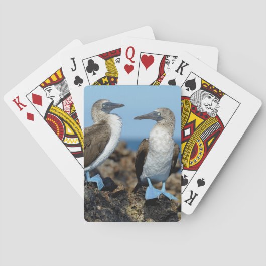 Jeu De Cartes Îles Galapagos, île Isabela (dos)