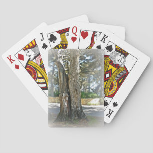 Jeu De Cartes Image pittoresque de deux arbres développés
