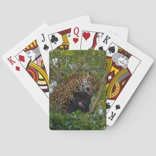 Jeu De Cartes Jaguars In Love (dos)