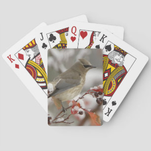 Jeu De Cartes Jaseur d'Amérique adulte sur aubépine avec neige