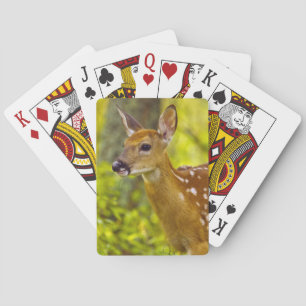 Jeu De Cartes Jeune cerf de Virginie à Whitefish, Montana, États