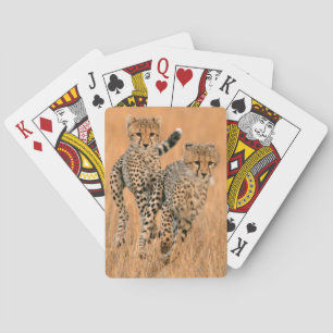 Jeu De Cartes Jeunes guépards (Acinonyx Jubatus) en course
