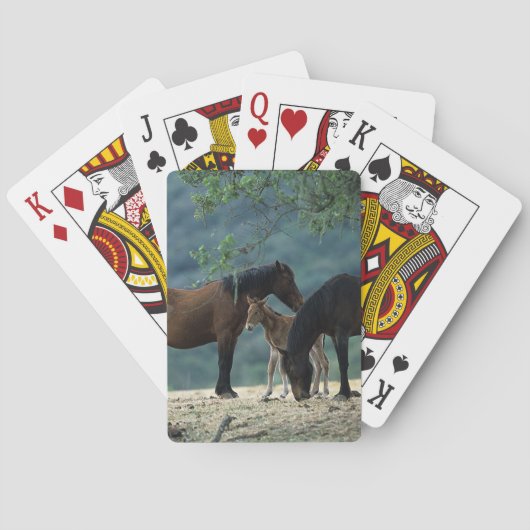 Jeu De Cartes Jument et poulain sauvages de mustang (dos)
