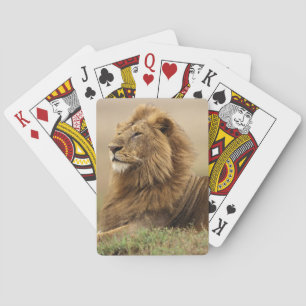Jeu De Cartes Kenya, Masai Mara Lion mâle