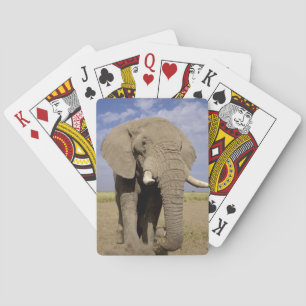 Jeu De Cartes Kenya : Parc national d'Amboseli, éléphant mâle
