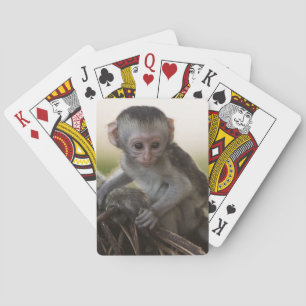 Jeu De Cartes Kenya, réserve de gibier de Samburu. Singe Vervet