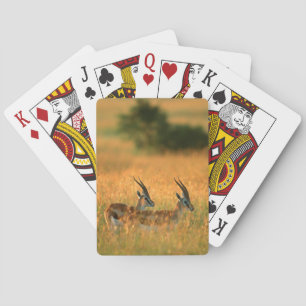 Jeu De Cartes La gazelle de Thomson (Gazella Thomsonii) à l'aube