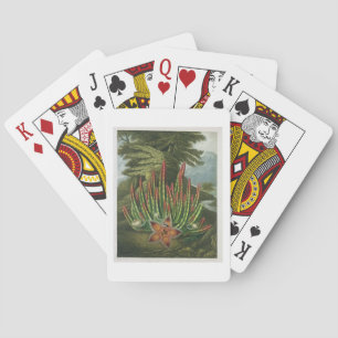 Jeu De Cartes La Maggot-Bearing Stapelia, gravée par Stadler,