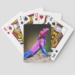 Jeu De Cartes L'agame à tête plate de Mwanza sur la roche