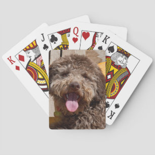 Jeu De Cartes Lagotto Romagnolo allongé sur un banc en bois