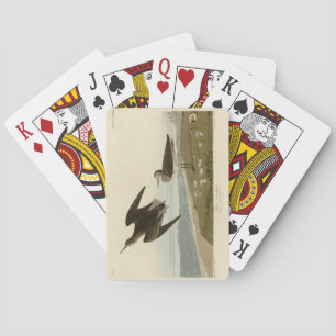 Jeu De Cartes Le bécasseau de Schinz des oiseaux d'Amérique d'Au