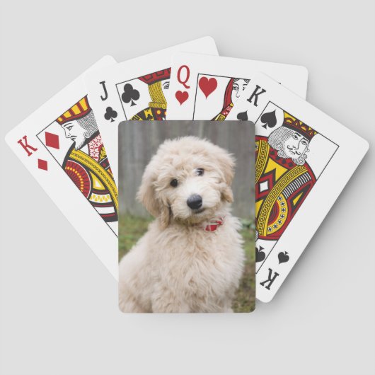 Jeu De Cartes Le Chiot De Goldendoodle S'Assis Dans L'Herbe (dos)