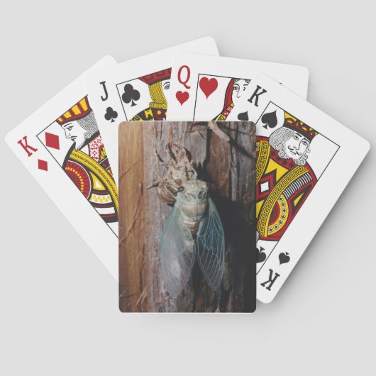 Jeu De Cartes Le Cicada sèche ses ailes (dos)