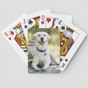 Jeu De Cartes Le Labrador Jaune Est Sur Le Banc