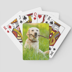 Jeu De Cartes Le Labrador Jaune se rapproche avec un bâton