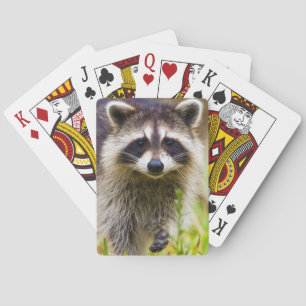Jeu De Cartes Le raton laveur Procyon