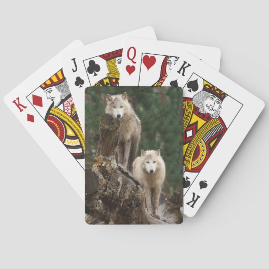 Jeu De Cartes Le royaume des loups blancs (dos)