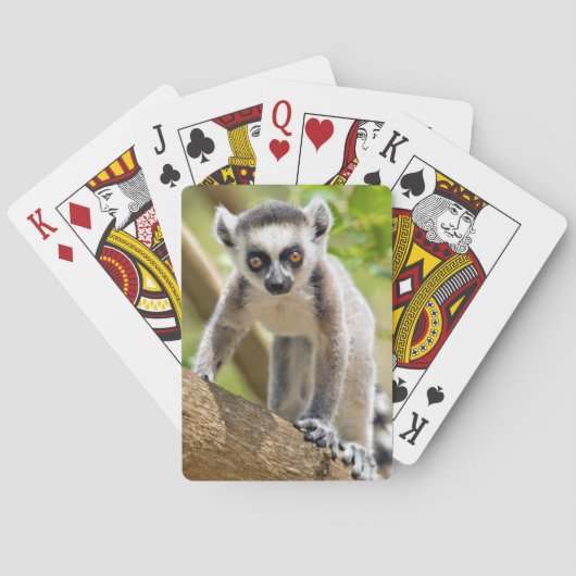 Jeu De Cartes Lémur anneau-coupé la queue par bébé (dos)