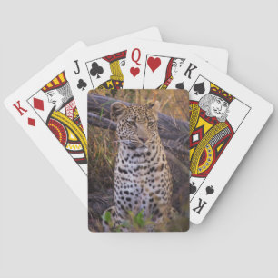 Jeu De Cartes Léopard assis, Botswana, Afrique