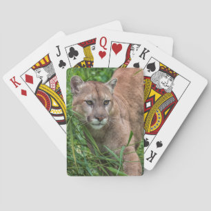 Jeu De Cartes Les Etats-Unis, Minnesota, grès, faune 18 du