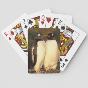 Jeu De Cartes Les îles Malouines. Pingouins de Gentoo. 