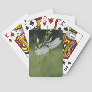 Jeu De Cartes Libellule Darner couverte de rosée