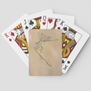 Jeu De Cartes Libellule Skimmer Insecte Femelle (CC BY 4.0)