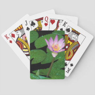 Jeu De Cartes Lily de l'eau bleue du Cap (Nymphaea Capensis)