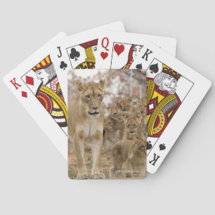 Jeu De Cartes Lion CUB africain avec la mère