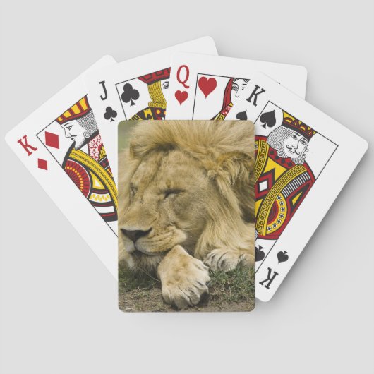 Jeu De Cartes Lion d'Afrique, Lion panthère, endormi (dos)