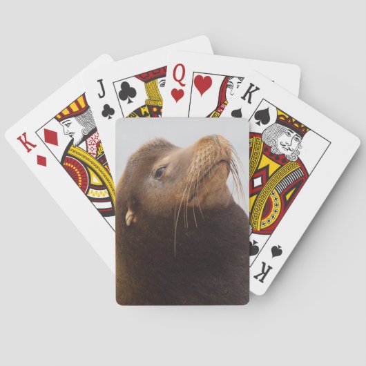 Jeu De Cartes Lion de mer de Californie (dos)