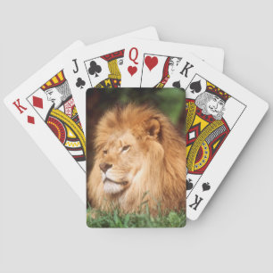 Jeu De Cartes Lion mâle adulte