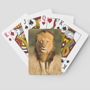 Jeu De Cartes Lion mâle marchant