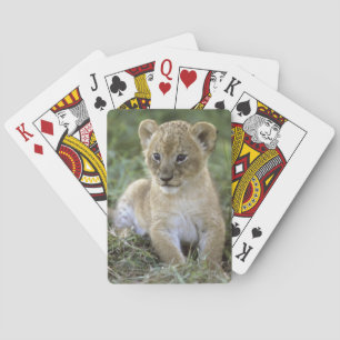 Jeu De Cartes Lion, Panthera africains Lion), la Tanzanie,