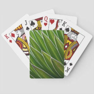 Jeu De Cartes Lobelia géante (Lobelia telekii)   Kenya, Afrique