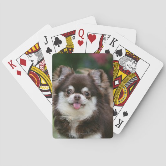 Jeu De Cartes Long Haired Chihuahua Headshot 1 (dos)
