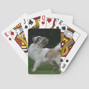 Jeu De Cartes Long Haired Chihuahua Regardez la caméra