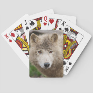 Jeu De Cartes Loup blanc boueux