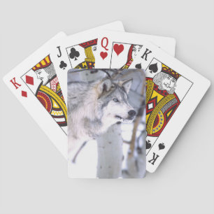 Jeu De Cartes Loup gris, Canis lupus, Animal de film Utah)