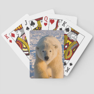 Jeu De Cartes l'ours blanc, maritimus d'Ursus, polaire