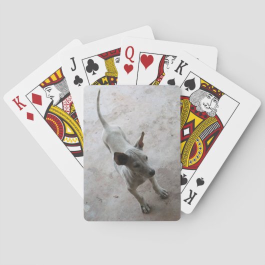 Jeu De Cartes Luk Maa ... Chien chiot thaïlandais Soi (dos)