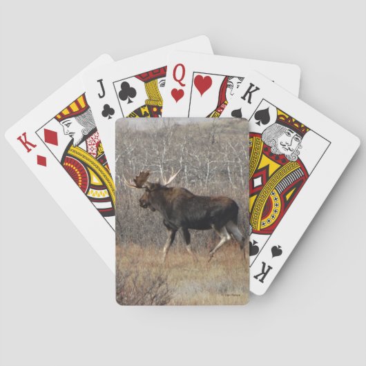 Jeu De Cartes M10 Bull Moose dans la brosse (dos)