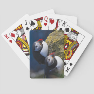 Jeu De Cartes Macareux atlantique (Fratercula arctica) 7