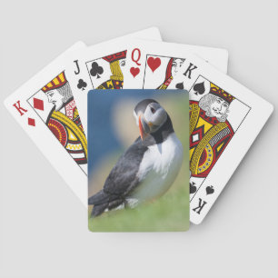 Jeu De Cartes Macareux Atlantique (Fratercula Arctica) Sur la fa