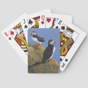 Jeu De Cartes Macareux atlantiques (Fratercula arctica) sur une