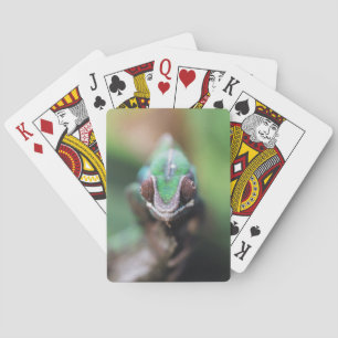 Jeu De Cartes Madagascar, Caméléon panthère à barre rouge